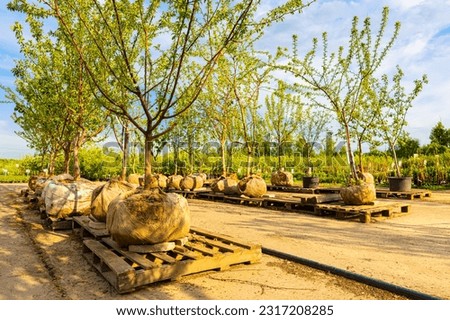green tree in plant nursery outdoors in summer. tree in plant nursery. garden tree. fruit tree Royalty-Free Stock Photo #2317208285