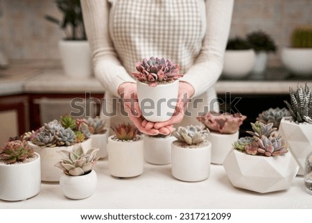 Woman holding Echeveria Succulent house plant in a pot Royalty-Free Stock Photo #2317212099