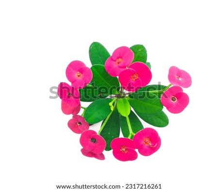Crown of Thorns flower or euphorbia on white background 