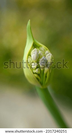Lily flower buds bunch sack  Royalty-Free Stock Photo #2317240251