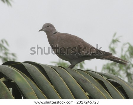 This is the picture of a Pigeon siting on the leave of a coconut tree.