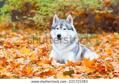 Siberian Husky in autumn park