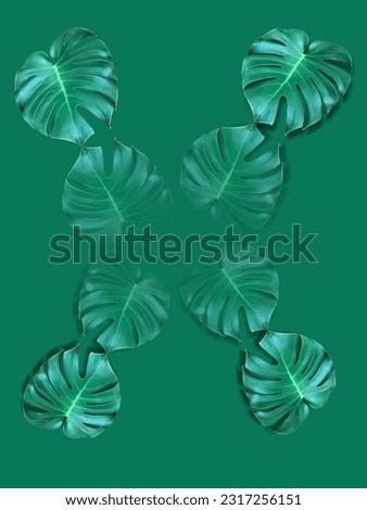 Green leaf or Monstera on white background, green, black, yellow