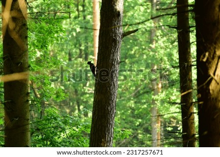 Big Woodpecker bird in german forest high contrast. High quality photo