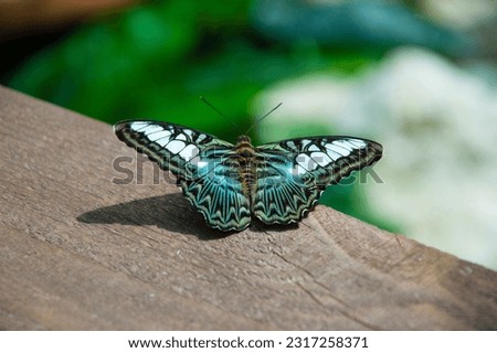 A close-up photo of a butterfly