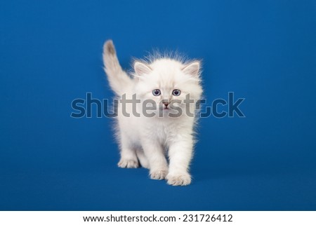 Small Siberian Neva Masquerade kitten on blue background