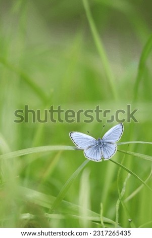 A bright blue butterfly flying through the grass

