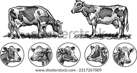 vector hand drawn engraving illustration of a wild animal 