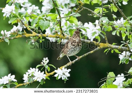 Song thrush in the spring blossom