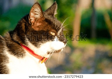 Black cat in the yard. Domestic cat. Realistic photo in the countryside.