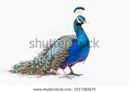 A beautiful peacock on a white background Royalty-Free Stock Photo #2317282675
