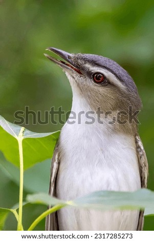 This photo shows a sleek, male red-eyed vireo perched in a poplar tree.  It is calling or singing.  The close-up clearly shows the bird's beak and the dark red eye. Royalty-Free Stock Photo #2317285273