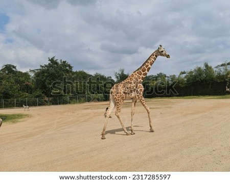 beautiful giraffe  an interesting animal