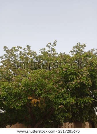 Beautiful weather picture, with plant, that use for background images, and attractive seen.