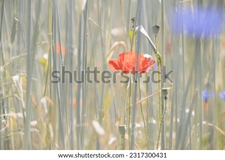 Poppies in Westbergveldakker in Wageningen, Netherlands

