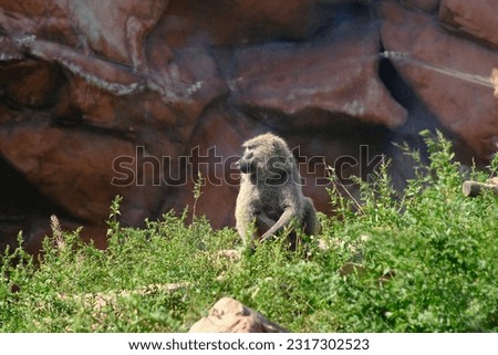 Chacma baboon in grass with rocks behind