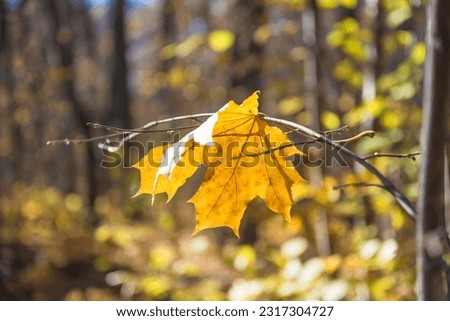 One yellow maple leaf on the twig in front of the natural blurred background