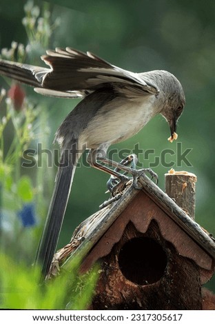 Northern Mockingbird with food in its mouth                               