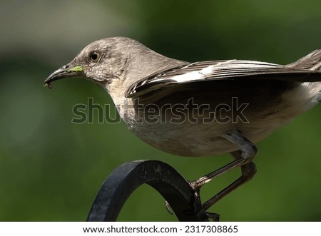 Northern Mockingbird with food in its mouth                               