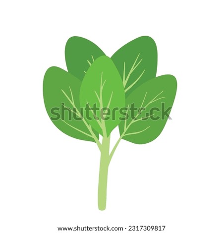 Fresh spinach leaves realistic popular vegetable image promoting healthy food ingredient cooked and raw herbs Vector