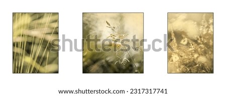 A set of pictures of summer grass in the dew will decorate your wall. Summer green and gold color with detail on an interesting soft blurred background with lens flares that look like a rainbow.