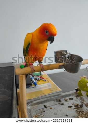 
Parrot with his food and toys