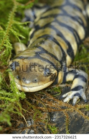 Closeup on the barred tiger salamander , Ambystoma mavortium , on green moss