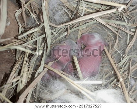 ์Newborn baby rabbits.One day old rabbits are sleeping in the straw.