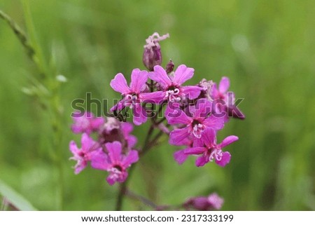 Silene viscaria, Viscaria vulgaris, Caryophyllaceae. Wild plant shot in summer. Royalty-Free Stock Photo #2317333199