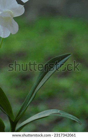 Leaf of orchid plant on blurry background . Daun