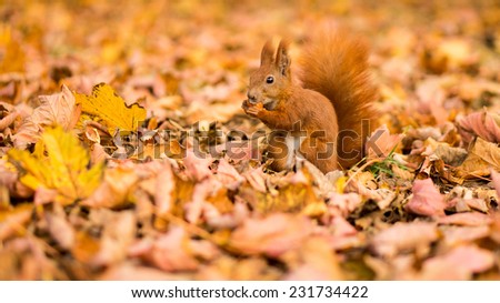 Red squirrel in leaves on autumn Royalty-Free Stock Photo #231734422