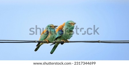 Coracias garrulus lands on wires and goes to hunt for food in the grass, the best photo