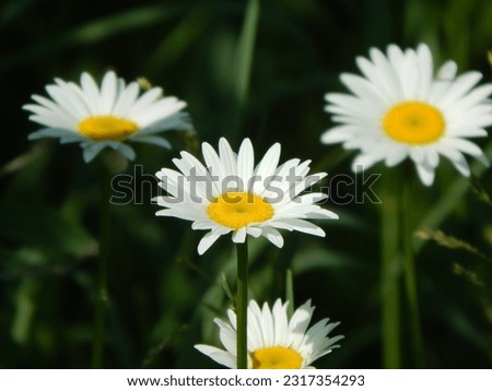 Daisy Front and Center, Soft Focus Flower and Greenery in Background