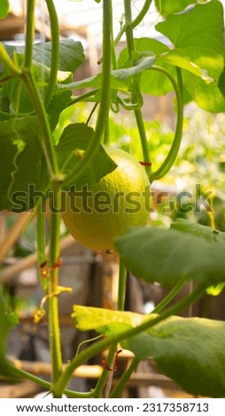 Nature's Refreshment: The Fresh Delight of Homegrown Melons Royalty-Free Stock Photo #2317358713