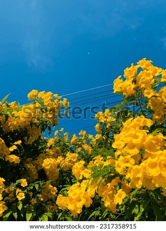 Yellow flower and blue sky Royalty-Free Stock Photo #2317358915