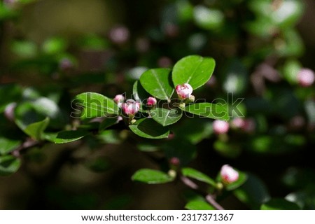 Bearberry cotoneaster Radicans white flower - Latin name - Cotoneaster dammeri Radicans, selective focus