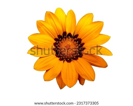 Yellow Flower With White Background Image, White Background Flower Pics