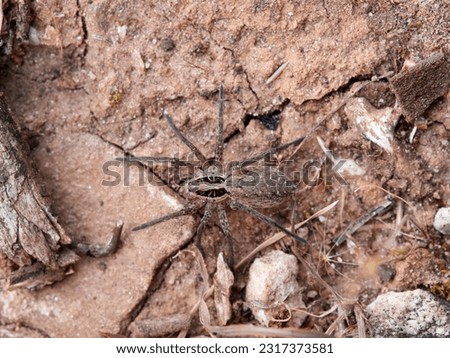 Wolf spider in a natural environment. Family Lycosidae.