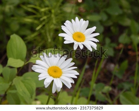 Twin Daisies in Soft Focus Green Background