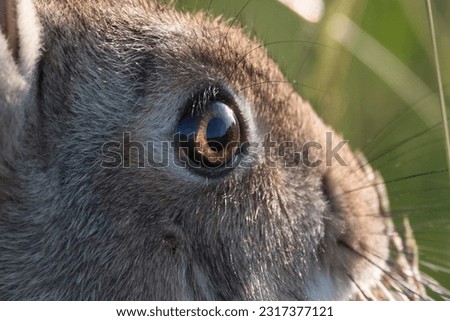 Beautiful bright brown eyes close-up of a wild rabbit