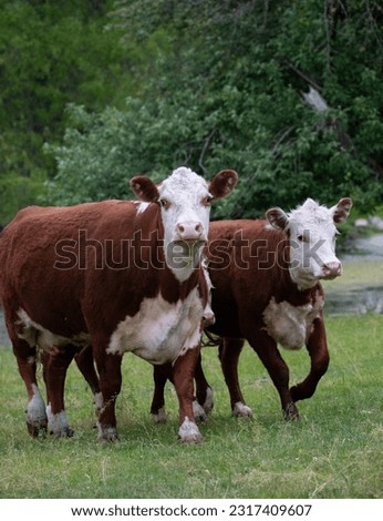 two brown and white domestic hereford cows walking towards camera in green lush pasture land or field on farm in countryside vertical format room for type cows in motion on the move one leg up walking