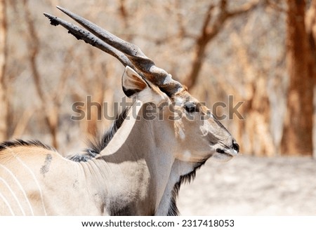 The giant eland, also known as the Lord Derby eland, is the largest species of antelope in the world. Senegal's native antelope. Endangered animal. Bandia's Reserve, SENEGAL Royalty-Free Stock Photo #2317418053