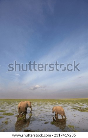 A wide angle view of elephants in the marsh at Amboseli national park, Kenya Royalty-Free Stock Photo #2317419235