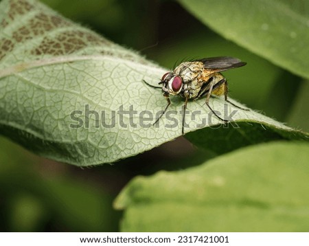Small insect in the garden, macro photography, nature wildlife, selective focus
