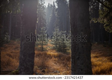 
magical wild forest in the Bohemian national park