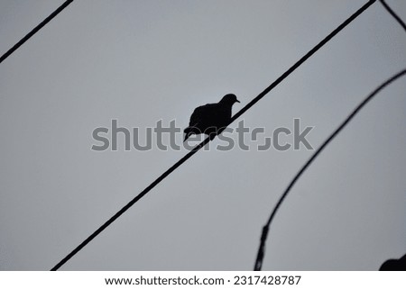 It's a spotted dove sitting on a wire.The picture was taken in low light condition.