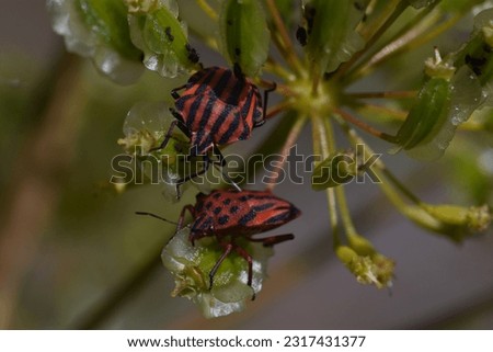 Two bedbugs (Graphsoma lineatum "chinche rayado" and Graphosoma semipunctatum "chinche punteado") on wild flowers
