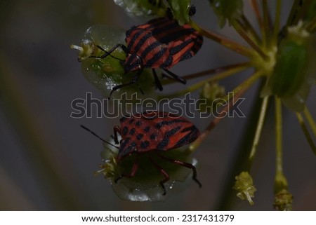 Two bedbugs (Graphsoma lineatum "chinche rayado" and Graphosoma semipunctatum "chinche punteado") on wild flowers