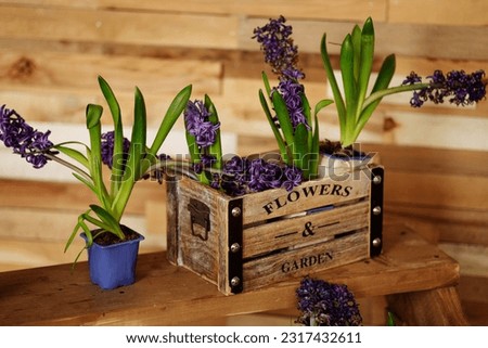Seedling of tulip flowers in a seed tray on a wooden box. The concept of gardening, spring, harvest.