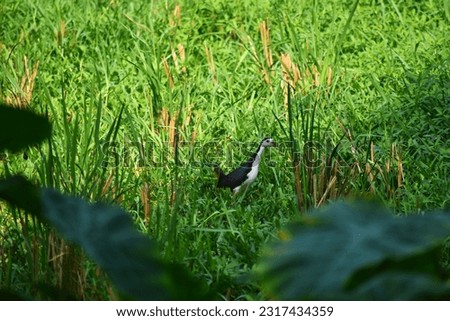 This bird is called White-breasted waterhen.It's a waterbird found in bangladesh.It's really hard to capture their picture.